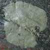 Verrucaria mucosa